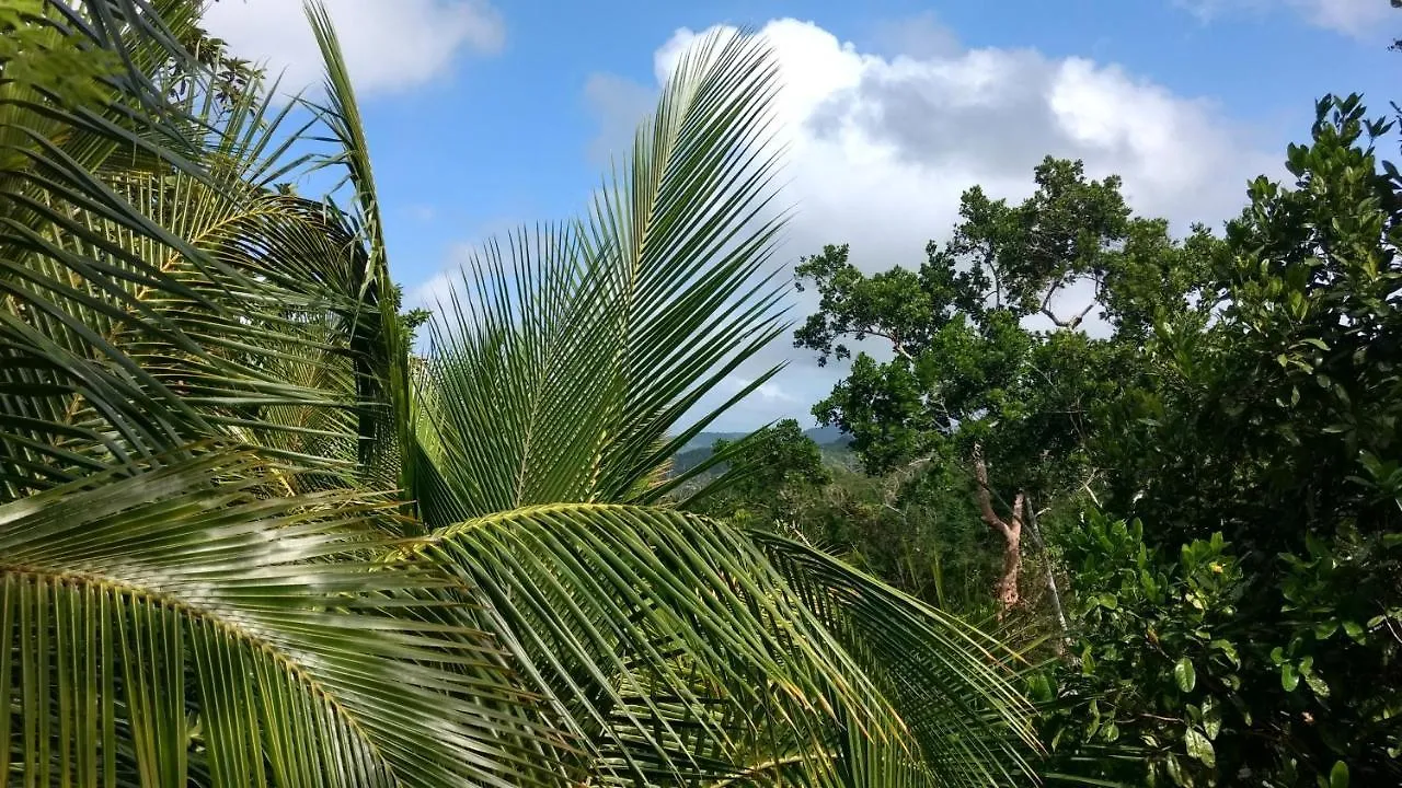 Lodge The Lion House Jamaica Villa Clifton Falls Jamaica