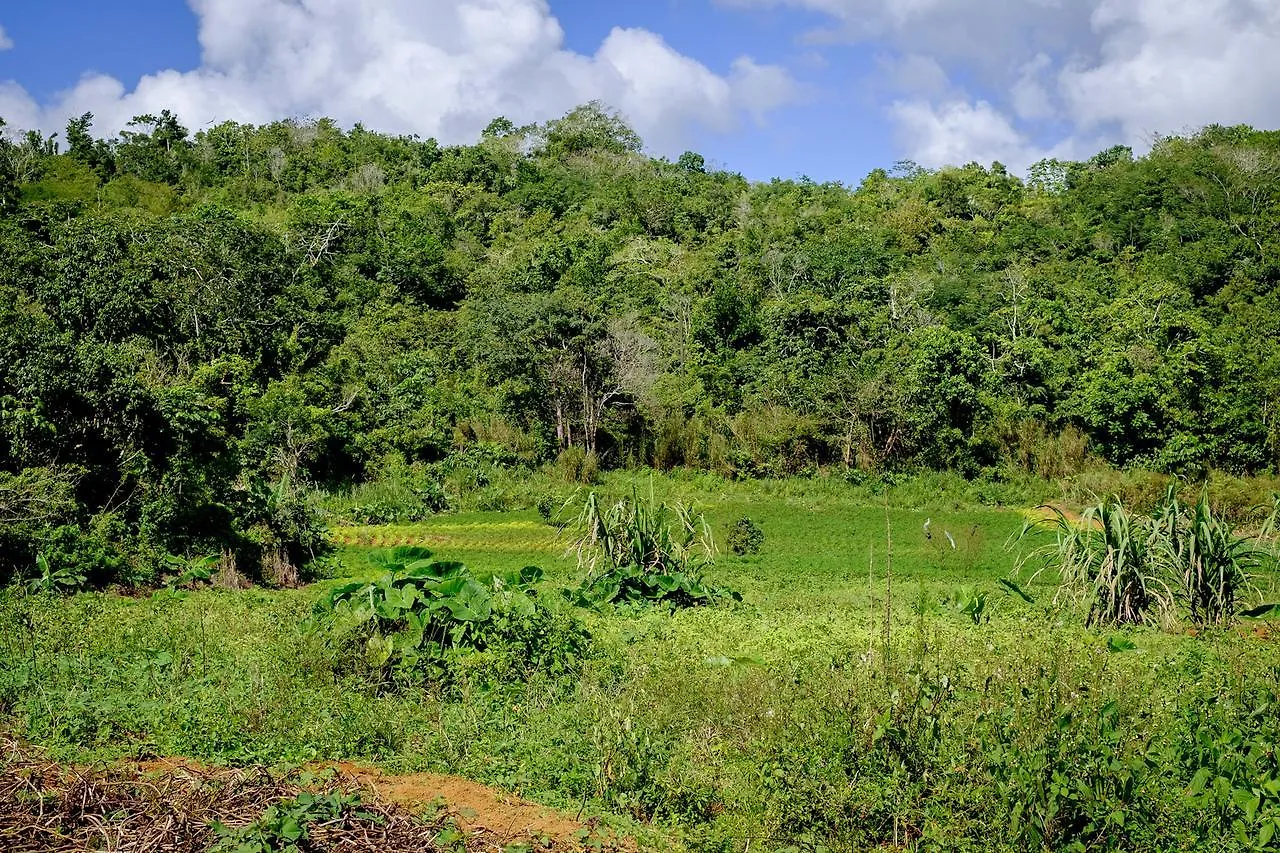 The Lion House Jamaica Villa Clifton Falls 0*,  Jamaica